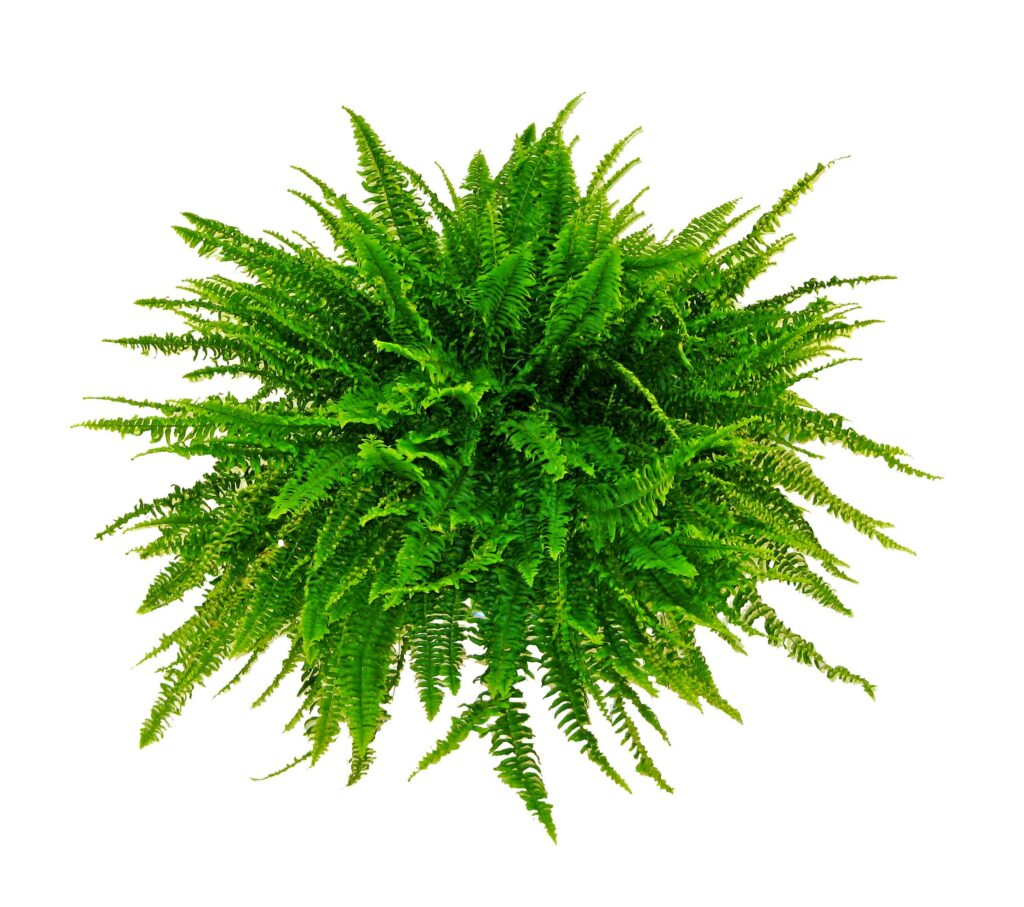 Boston Fern – Consolidated Nurseries