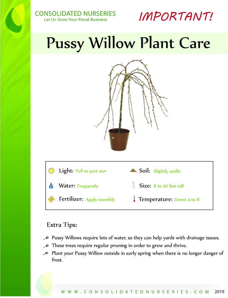 Pussy Willow Consolidated Nurseries