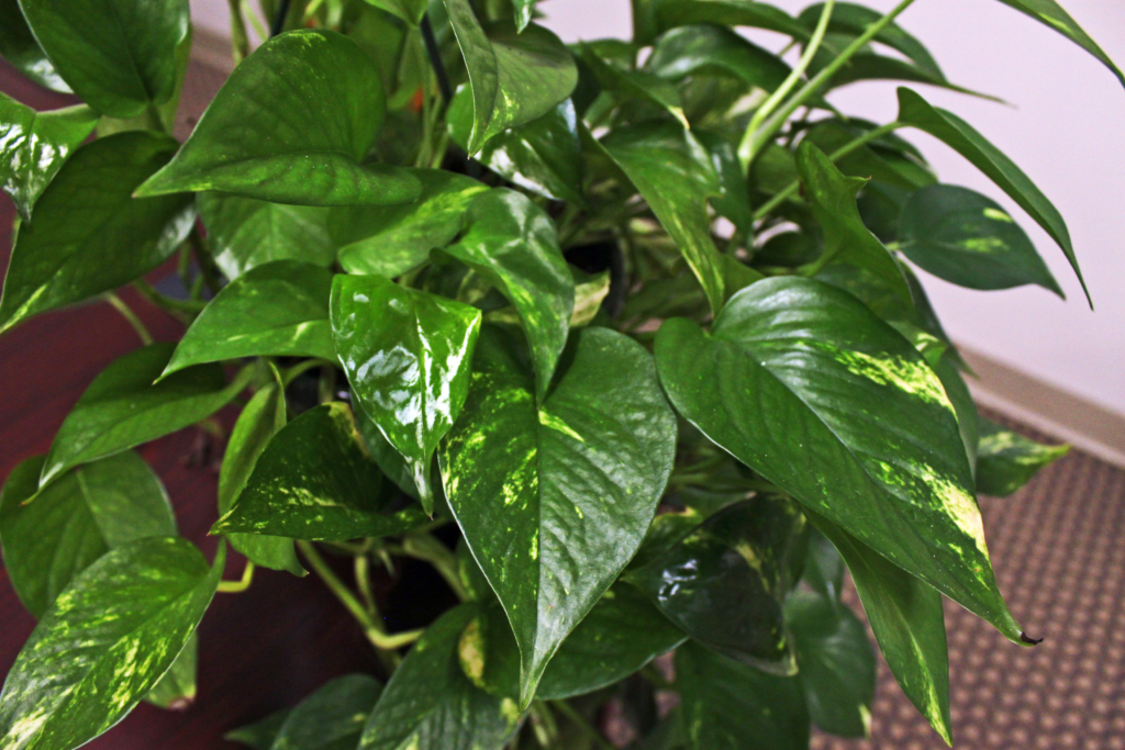 Pothos – Consolidated Nurseries