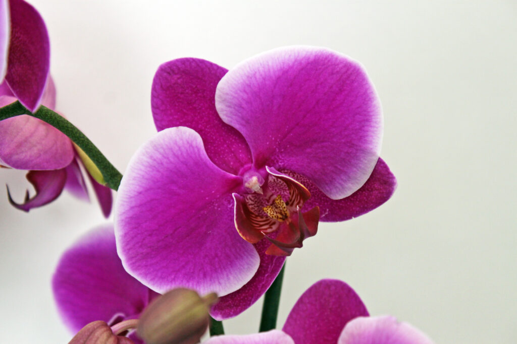 Orchids are in Stores